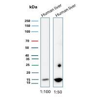 G-CSF Antibody (CSF3/3166R) Western Blot: G-CSF Antibody (CSF3/3166R) [NBP3-07765] -