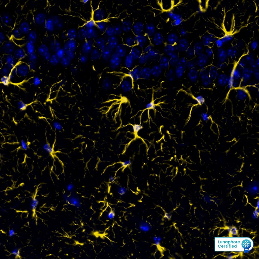 GFAP Antibody (ASTRO/1974R) Detection of GFAP in Mouse Brain Cortex via seqIF™ staining on COMET™