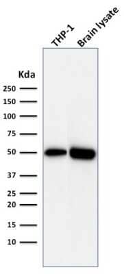 ATG5 Antibody (ATG5/2492)