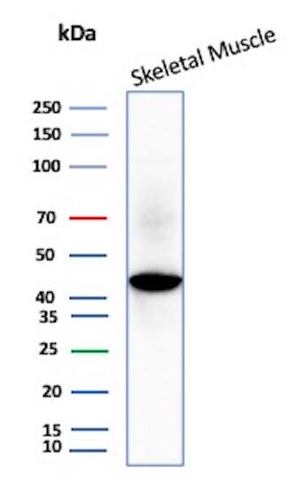 Creatine Kinase, Muscle/CKMM Antibody (CKMM/3341) - Azide and BSA Free Western Blot: Creatine Kinase, Muscle/CKMM Antibody (CKMM/3341) - Azide and BSA Free [NBP3-08304] -