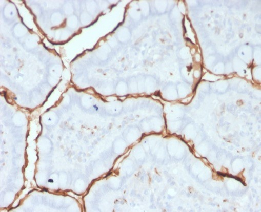 ACE/CD143 Antibody (9B9) - Azide and BSA Free