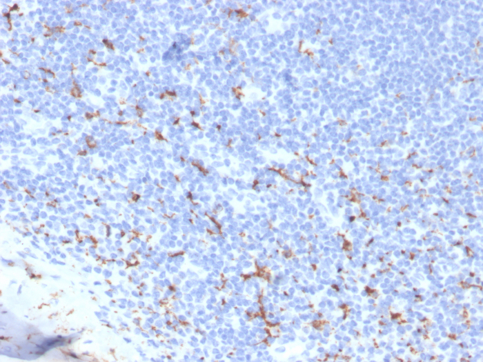 CD163 Antibody (M130/3708R) - Azide and BSA Free