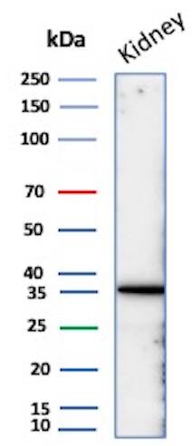 Napsin A Antibody (NAPSA/3305) - Azide and BSA Free Western Blot: Napsin A Antibody (NAPSA/3305) - Azide and BSA Free [NBP3-08375] -