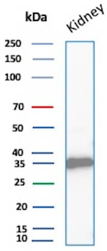 Napsin A Antibody (NAPSA/1865R) - Azide and BSA Free Western Blot: Napsin A Antibody (NAPSA/1865R) - Azide and BSA Free [NBP3-08379] -