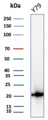AlphaB Crystallin/CRYAB Antibody (CPTC-CRYAB-1) - Azide and BSA Free Western Blot: AlphaB Crystallin/CRYAB Antibody (CPTC-CRYAB-1) - Azide and BSA Free [NBP3-08380] -