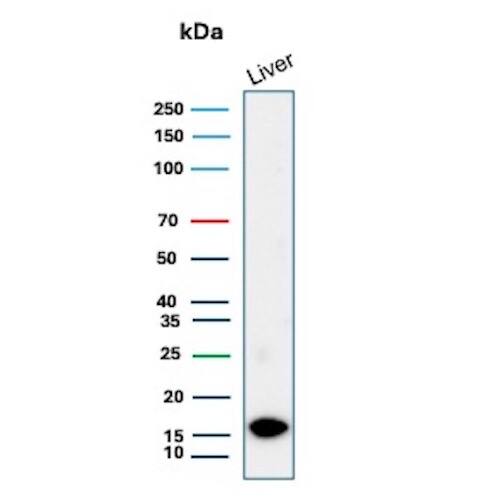 G-CSF Antibody (CSF3/3166R) - Azide and BSA Free Western Blot: G-CSF Antibody (CSF3/3166R) - Azide and BSA Free [NBP3-08381] -