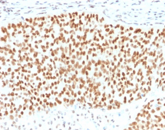 SOX9 Antibody (SOX9/2398) - Azide and BSA Free