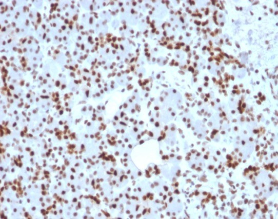 SOX9 Antibody (SOX9/2398) - Azide and BSA Free