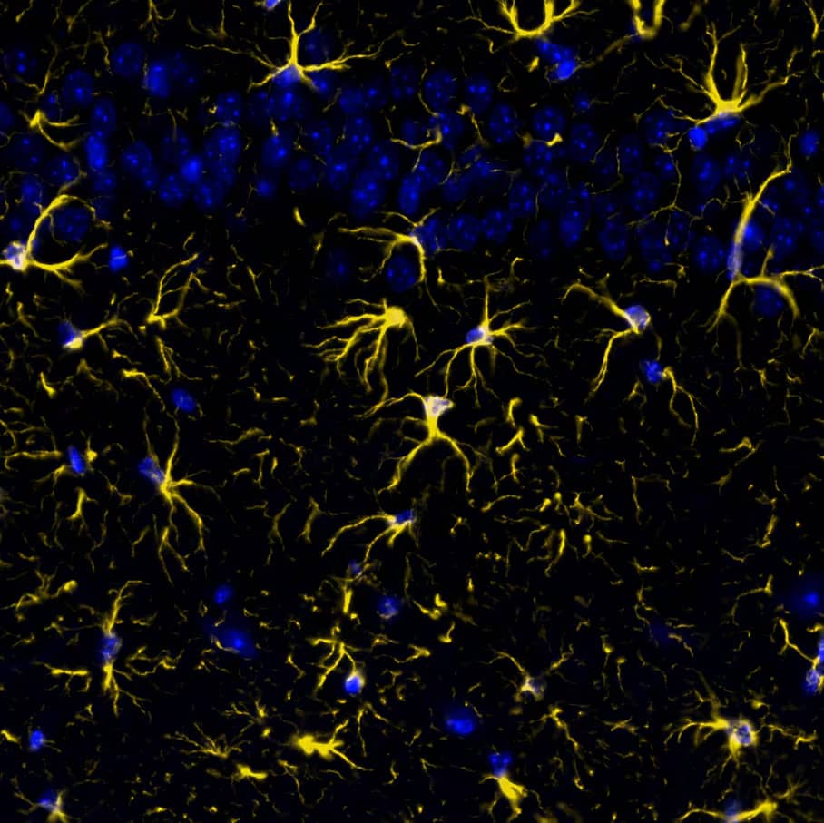 GFAP Antibody (ASTRO/1974R) - Azide and BSA Free GFAP Antibody (ASTRO/1974R) Detection of GFAP in Mouse Brain Cortex via seqIF� staining on COMET�
