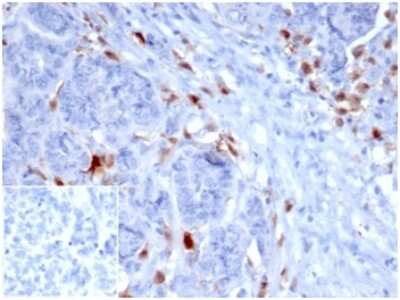 SREBP1 Antibody (SREBP1/1578) - Azide and BSA Free Immunohistochemistry-Paraffin: SREBP1 Antibody (SREBP1/1578) - Azide and BSA Free [NBP3-08432] -