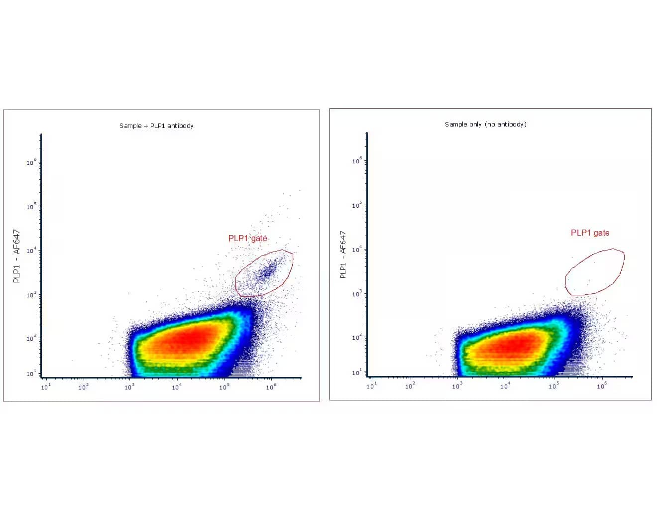 Myelin PLP Antibody (PLP1/4259) [DyLight 650]