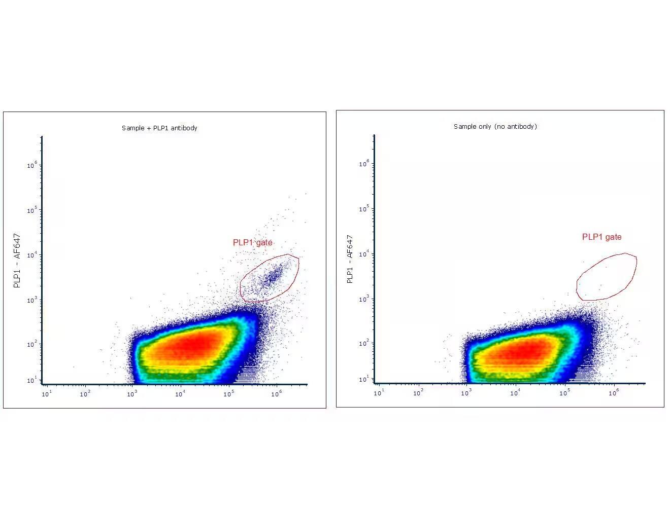 Myelin PLP Antibody (PLP1/4259) [DyLight 594]