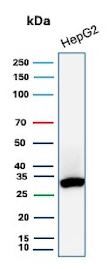 SDHB Antibody (SDHB/2382) - Azide and BSA Free Western Blot: SDHB Antibody (SDHB/2382) - Azide and BSA Free [NBP3-08537] -
