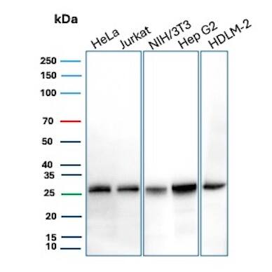 bcl-x Antibody (BCL2L1/1762) - Azide and BSA Free Western Blot: bcl-x Antibody (BCL2L1/1762) - Azide and BSA Free [NBP3-08580] -