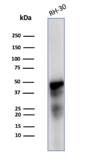 Desmin Antibody (DES/2960R) - Azide and BSA Free Western Blot: Desmin Antibody (DES/2960R) - Azide and BSA Free [NBP3-08664] -