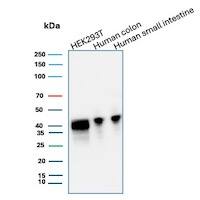 CDX2 Antibody (CDX2/2951R) - Azide and BSA Free Western Blot: CDX2 Antibody (CDX2/2951R) - Azide and BSA Free [NBP3-08738] -