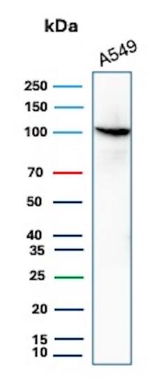 MVP Antibody (VP2897R) - Azide and BSA Free Western Blot: MVP Antibody (VP2897R) - Azide and BSA Free [NBP3-08801] -
