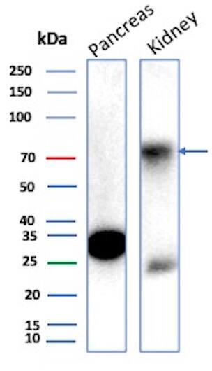Occludin Antibody (OCLN/2183) - Azide and BSA Free Western Blot: Occludin Antibody (OCLN/2183) - Azide and BSA Free [NBP3-08880] -