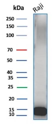 Ubiquitin B Antibody (UBB/3143R) - Azide and BSA Free Western Blot: Ubiquitin B Antibody (UBB/3143R) - Azide and BSA Free [NBP3-08907] -