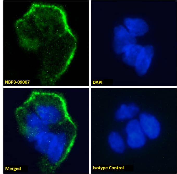 Lewis Y Antibody (H18A) - Azide and BSA Free
