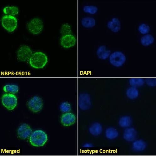 MHC Class I Antibody (R1-9.6) - Chimeric - Azide and BSA Free