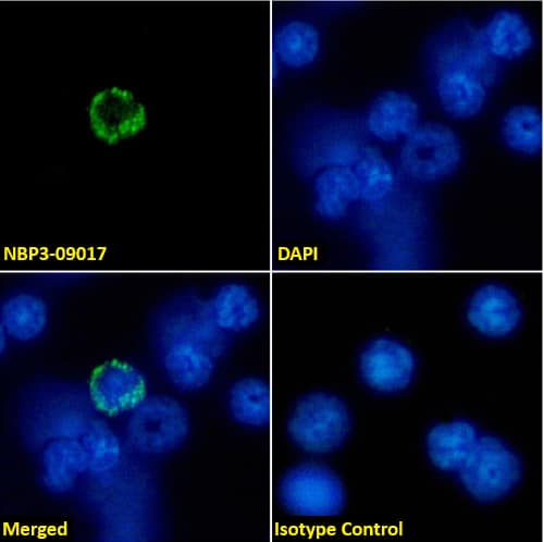 MHC Class I Antibody (R1-21.2) - Chimeric - Azide and BSA Free