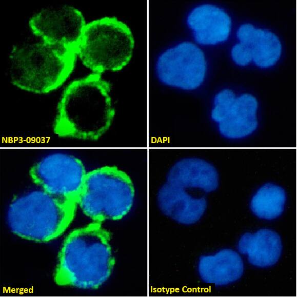 TAG-72 Antibody (Minretumomab (CC49)) - Azide and BSA Free