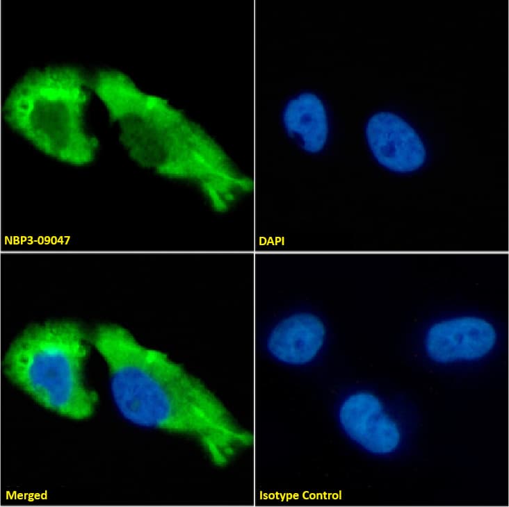 GABA-AR alpha 1 Antibody (1F4) - Chimeric - Azide and BSA Free