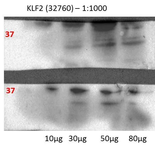 KLF2 Antibody