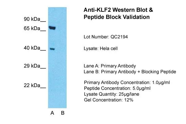 KLF2 Antibody