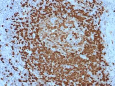 TCL1A Antibody (TCL1/2079) - Azide and BSA Free Immunohistochemistry-Paraffin: TCL1A Antibody (TCL1/2079) - Azide and BSA Free [NBP3-11312] -
