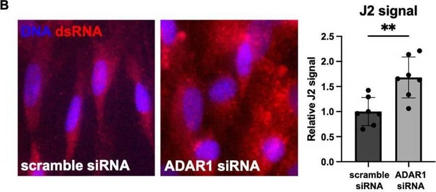 dsRNA Antibody (J2) - Azide and BSA Free