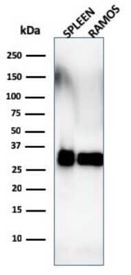 HLA DRB1 Antibody (SPM288) - Azide and BSA Free Western Blot: HLA DRB1 Antibody (SPM288) - Azide and BSA Free [NBP3-11419] -