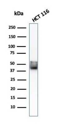 Cytokeratin 8 Antibody (KRT8/803) - Azide and BSA Free Western Blot: Cytokeratin 8 Antibody (KRT8/803) - Azide and BSA Free [NBP3-11422] -