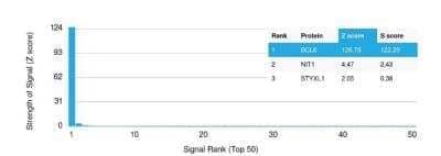 Bcl-6 Antibody (BCL6/1527) - Azide and BSA Free Protein Array: Bcl-6 Antibody (BCL6/1527) - Azide and BSA Free [NBP3-11440] -