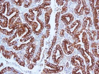 MUC5AC Antibody (CLH2) - Azide and BSA Free Immunohistochemistry-Paraffin: MUC5AC Antibody (CLH2) - Azide and BSA Free [NBP3-11458] -
