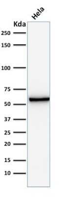 Mitochondria Antibody (AE-1) - Azide and BSA Free Western Blot: Mitochondria Antibody (AE-1) - Azide and BSA Free [NBP3-11466] -