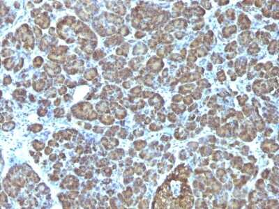 Mitochondria Antibody (AE-1) - Azide and BSA Free Immunohistochemistry-Paraffin: Mitochondria Antibody (AE-1) - Azide and BSA Free [NBP3-11466] -