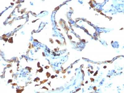 MFG-E8 Antibody (MFG-06) - Azide and BSA Free Immunohistochemistry-Paraffin: MFG-E8 Antibody (MFG-06) - Azide and BSA Free [NBP3-11473] -