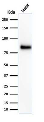 CD44 Antibody (HCAM/918) - Azide and BSA Free Western Blot: CD44 Antibody (HCAM/918) - Azide and BSA Free [NBP3-11479] -