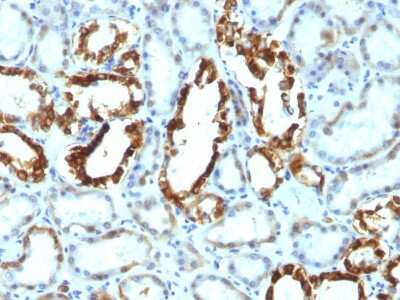 MFG-E8 Antibody (SPM291) - Azide and BSA Free Immunohistochemistry-Paraffin: MFG-E8 Antibody (SPM291) - Azide and BSA Free [NBP3-11482] -