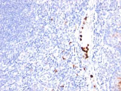 Myeloid-Associated Differentiation Marker Antibody (MYADM/971) - Azide and BSA Free Immunohistochemistry-Paraffin: Myeloid-Associated Differentiation Marker Antibody (MYADM/971) - Azide and BSA Free [NBP3-11489] -
