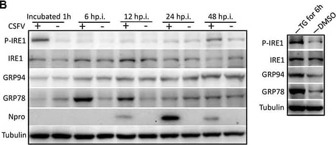 gp96/HSP90B1/GRP94 Antibody (SPM249) - Azide and BSA Free Western Blot: gp96/HSP90B1/GRP94 Antibody (SPM249) - Azide and BSA Free [NBP3-11500] -