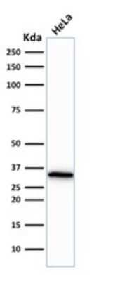 CDC2/CDK1 Antibody (CDK1/873) - Azide and BSA Free Western Blot: CDC2/CDK1 Antibody (CDK1/873) - Azide and BSA Free [NBP3-11507] -