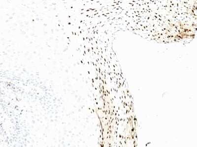 HPV16 Antibody (CAMVIR-1) - Azide and BSA Free Immunohistochemistry-Paraffin: HPV16 Antibody (CAMVIR-1) - Azide and BSA Free [NBP3-11513] -