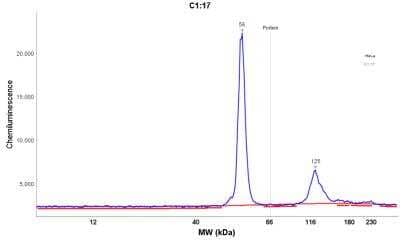 Cytokeratin 18 Antibody (DE-K18) - Azide and BSA Free Simple Western: Cytokeratin 18 Antibody (DE-K18) - Azide and BSA Free [NBP3-11516] -
