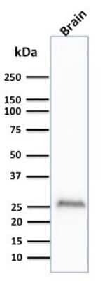 UCH-L1/PGP9.5 Antibody (UCHL1/841) - Azide and BSA Free Western Blot: UCH-L1/PGP9.5 Antibody (UCHL1/841) - Azide and BSA Free [NBP3-11525] -