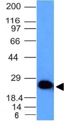 UCH-L1/PGP9.5 Antibody (UCHL1/841) - Azide and BSA Free Western Blot: UCH-L1/PGP9.5 Antibody (UCHL1/841) - Azide and BSA Free [NBP3-11525] -