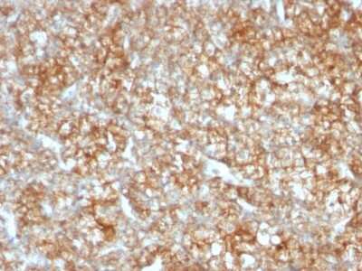 EMMPRIN/CD147 Antibody (BSG/963) - Azide and BSA Free Immunohistochemistry-Paraffin: EMMPRIN/CD147 Antibody (BSG/963) - Azide and BSA Free [NBP3-11531] -