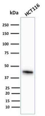 Cytokeratin 18 Antibody (KRT18/836) - Azide and BSA Free Western Blot: Cytokeratin 18 Antibody (KRT18/836) - Azide and BSA Free [NBP3-11544] -